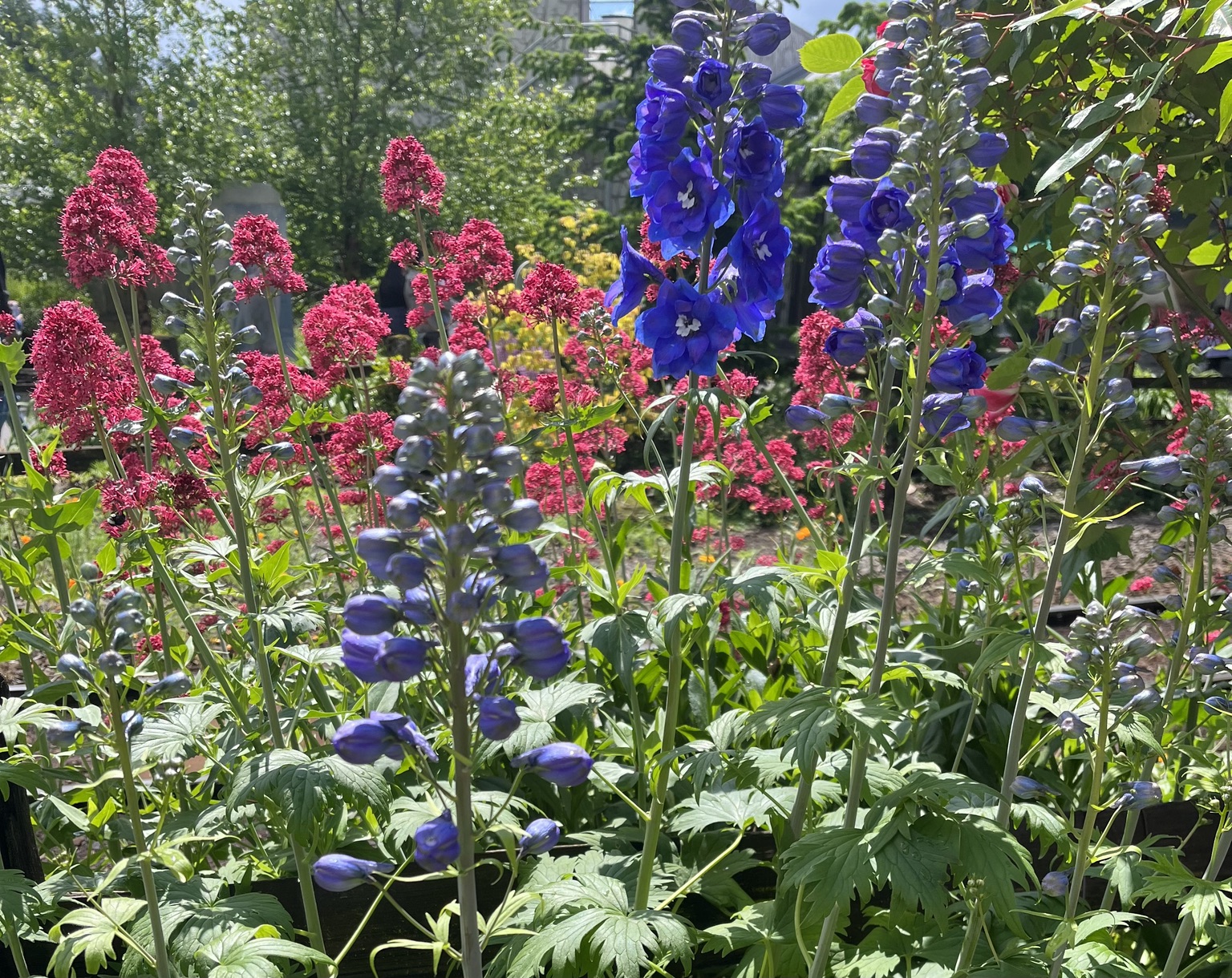 Vibrant blue delphiniums and pink flowering plants in a pollinator-friendly landscape